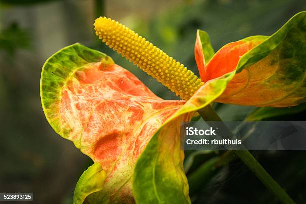 Foto de Folha Amarela Antúrio e mais fotos de stock de Amarelo - Amarelo,  Antúrio - Flor tropical, Cabeça da flor - iStock