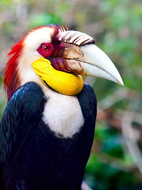 istock Wreathed Hornbill bird in the rain forest 523893227