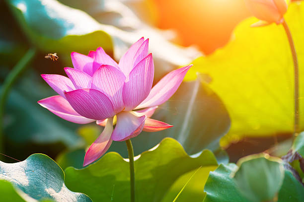 istock lotus flower blossom 523893697