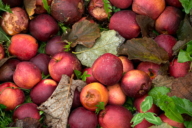 bad pommes - rotting food mold fruit photos et images de collection