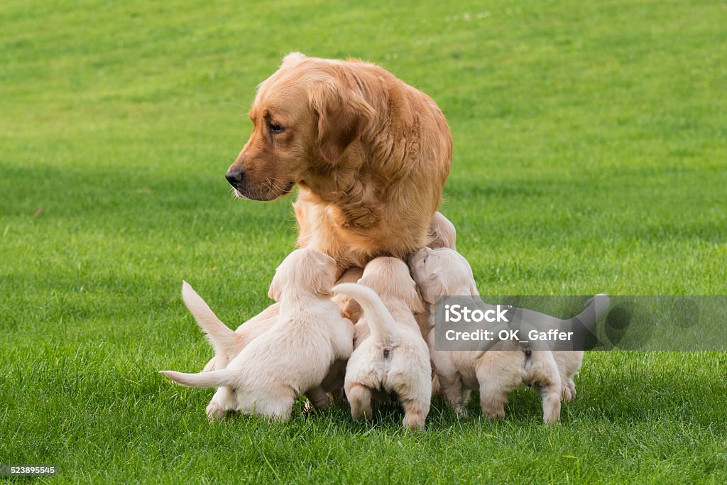 Female Golden Retriever with Puppies Puppies asking mother for feeding Puppy Stock Photo