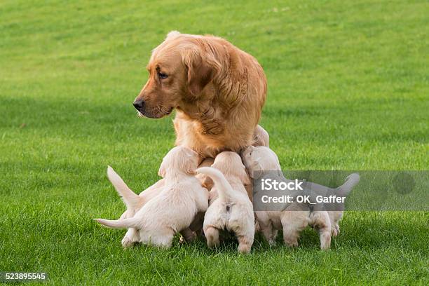Female Golden Retriever With Puppies Stock Photo - Download Image Now - Puppy, Milk, Animal