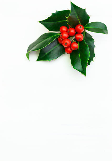 christmas holly - mistletoe stock-fotos und bilder