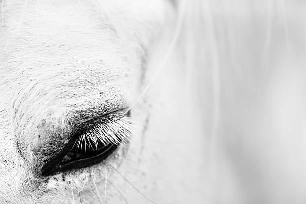 istock Eyelash of a white horse. 523898585