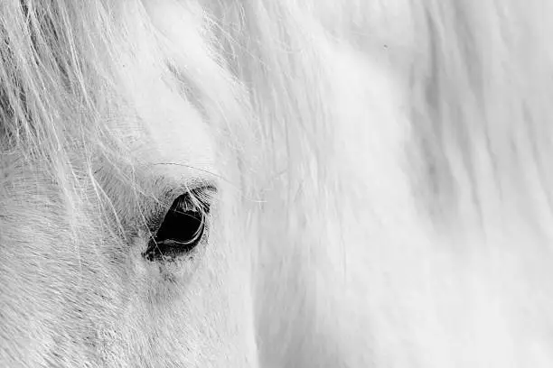 Photo of Eyelash of a white horse.
