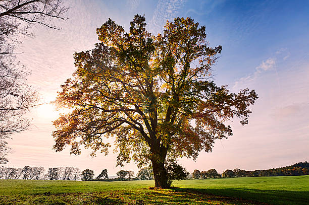 景観、古いオークアゲインスト朝の太陽 - oak tree tree grass hdr ストックフォトと画像