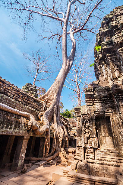 albero in ta phrom, angkor wat, cambogia. - bayon phrom foto e immagini stock