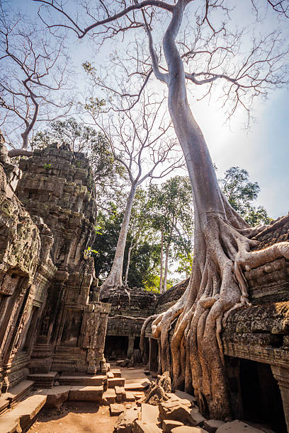 albero in ta phrom, angkor wat, cambogia. - bayon phrom foto e immagini stock