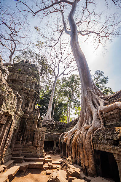 drzewo w ta phrom, angkor wat, kambodża. - bayon phrom zdjęcia i obrazy z banku zdjęć