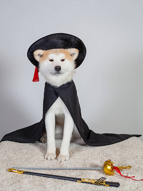 dog akita inu musketeer stock photo