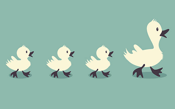 Ducks Three little ducks follow one big duck, retro style vector illustration ducks in a row concept stock illustrations