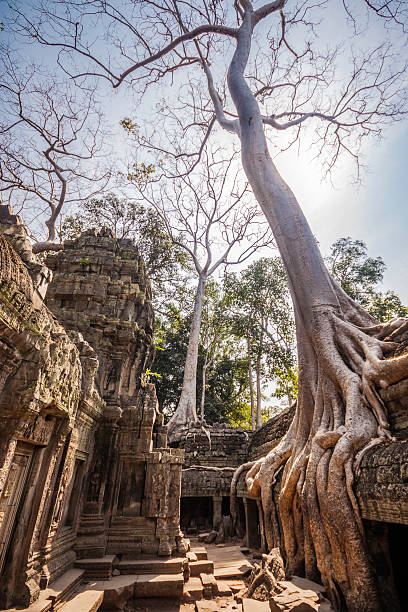 drzewo w ta phrom, angkor wat, kambodża. - bayon phrom zdjęcia i obrazy z banku zdjęć