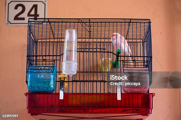 Little Bird In His Cage Stock Photo - Download Image Now - Animal, Animals In Captivity, Bird