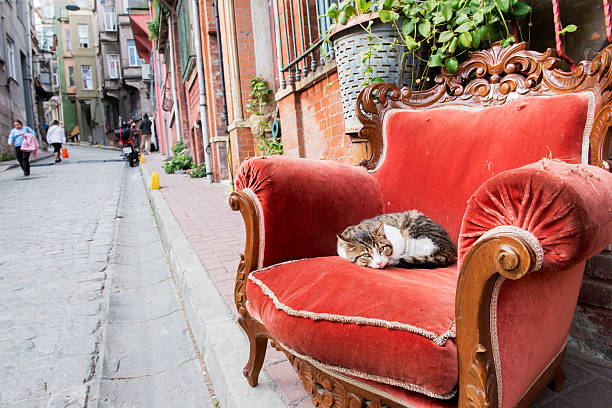 istanbul cat en rojo silla en turco street - domestic cat city life animal pets fotografías e imágenes de stock
