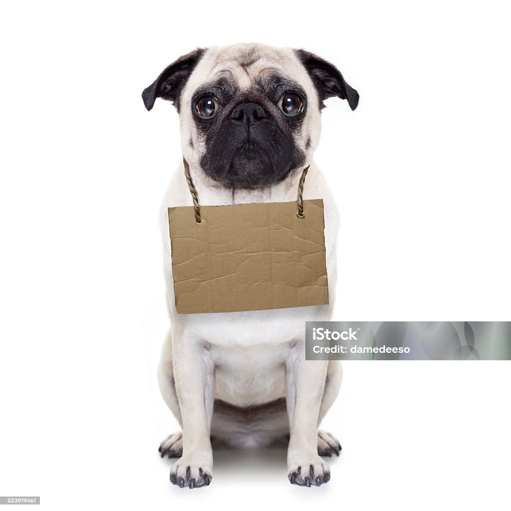 homeless dog lost,homeless pug dog with cardboard hanging around neck, isolated on white background Abandoned Stock Photo