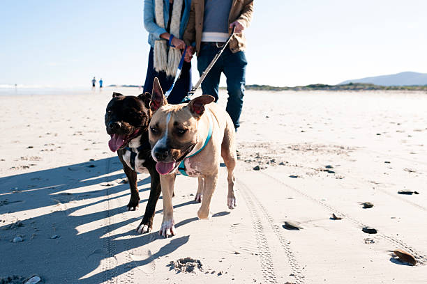 Happy couple taking a leisurely stroll on the beach with their dogs.