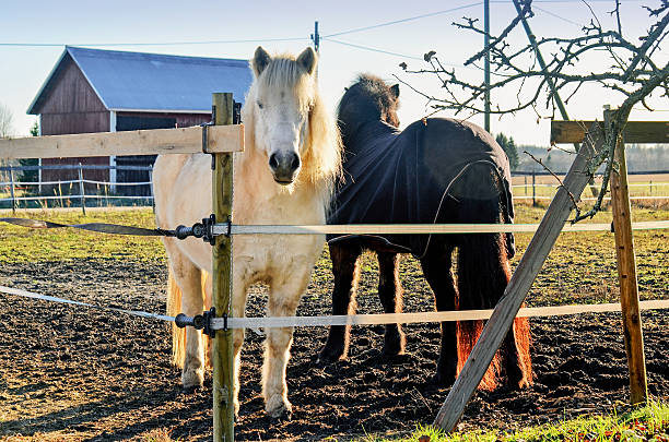 istock White and black horse 523921531