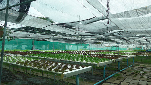 hydroponic gemüse farm  - technology farm cameron highlands agriculture stock-fotos und bilder