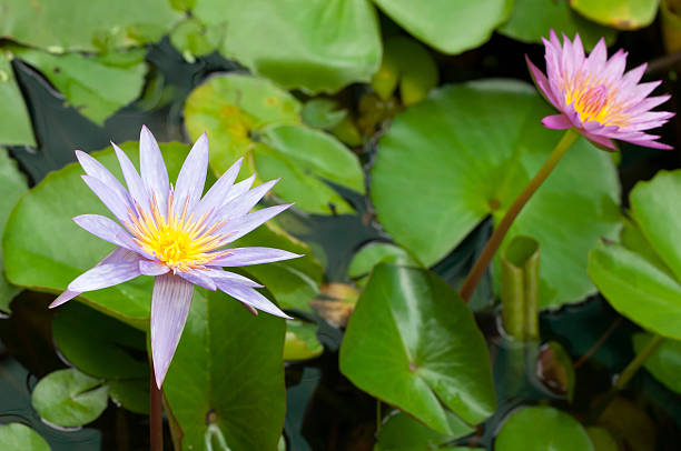 istock lotus blooming in water 523922585