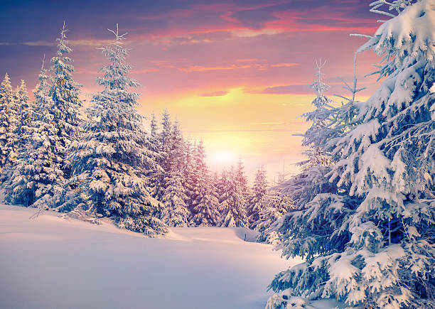 istock Colorful winter sunrise in the mountain forest. 523922863