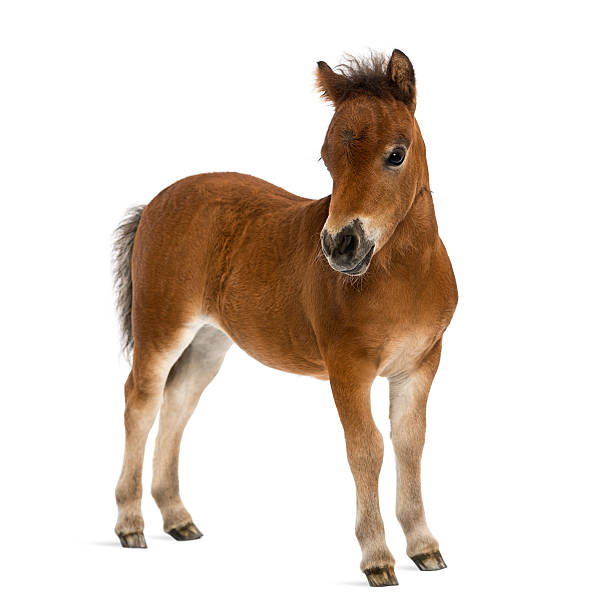 istock shetland foal - 1 month old 523924037