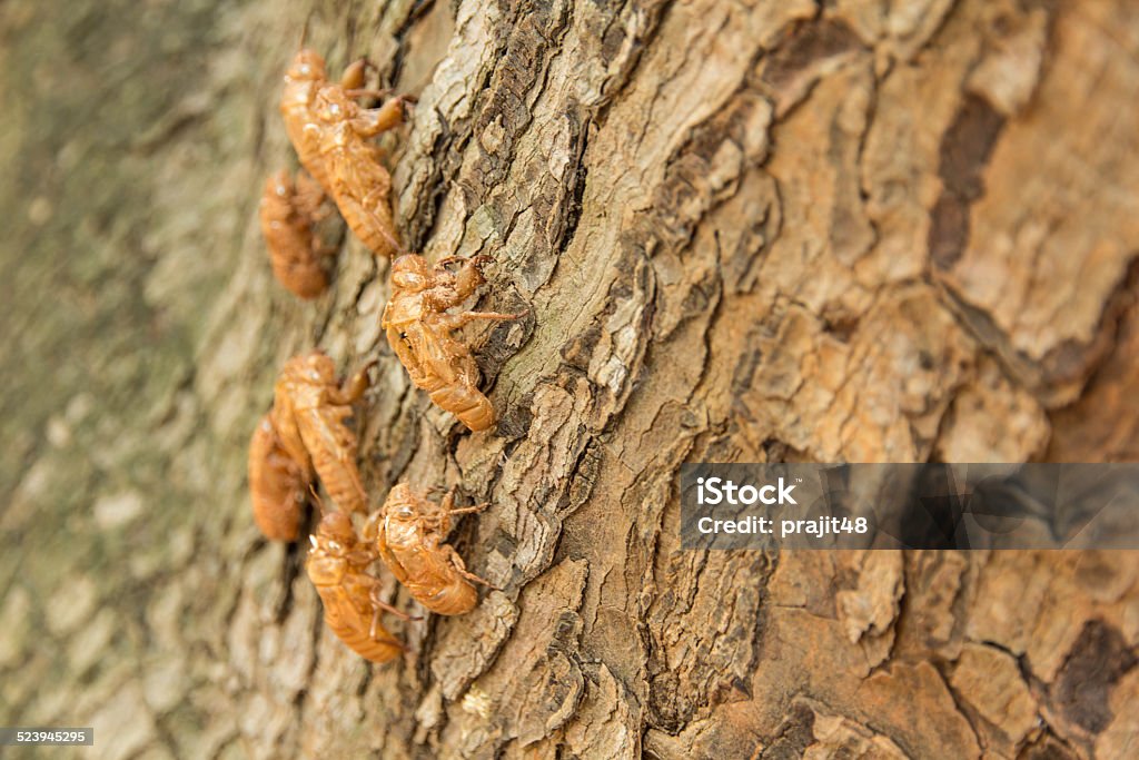 cicada molting on tree cicada molting changing its skin in the rainforest Cicada Stock Photo