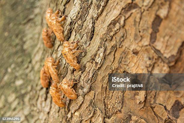 Cicada Molting On Tree Stock Photo - Download Image Now - Cicada, Emergence, Adult
