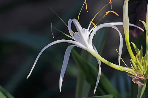 istock Spider lily, Beach spider lily, Hymenocallis littoralis 523945399