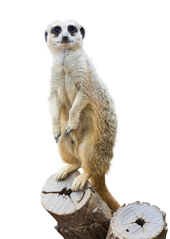 Meerkat (Suricata suricatta). Isolated  over white background