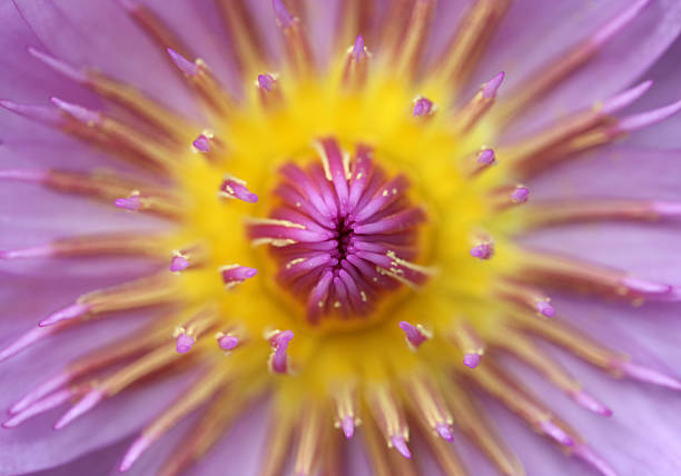 istock lotus blooming in water 523945667