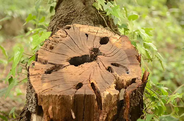 Photo of stump,  a trunk ill,with bark and claspers