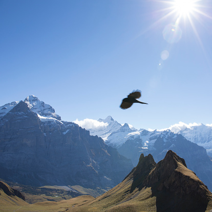 Black bird flies above snowy peaks and mountain meadow, Eigerwand
