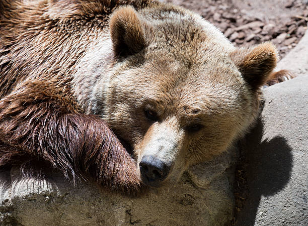 istock Closeup of  brown bear on stone 523963543