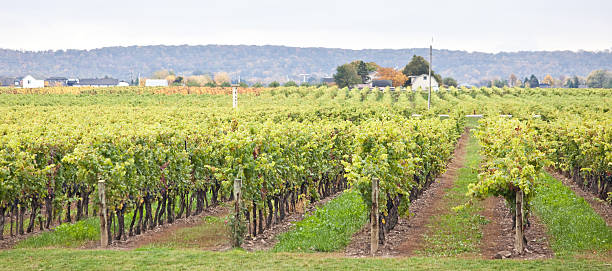 Panorama of Beautiful Vineyard in Niagara Falls Ontario stock photo