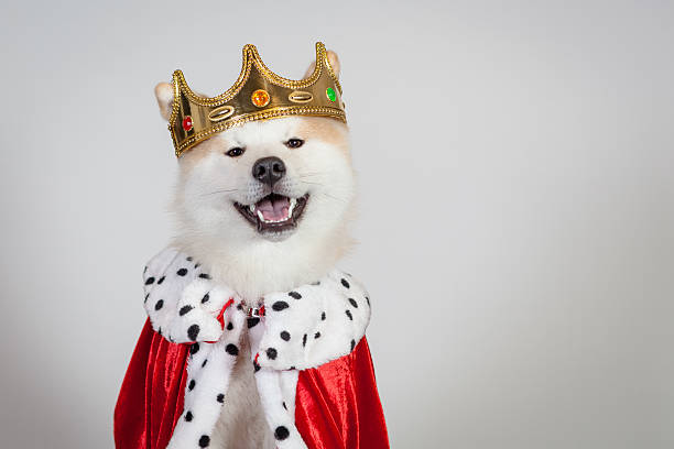 dog akita inu king dog akita inu king stage costume stock pictures, royalty-free photos & images