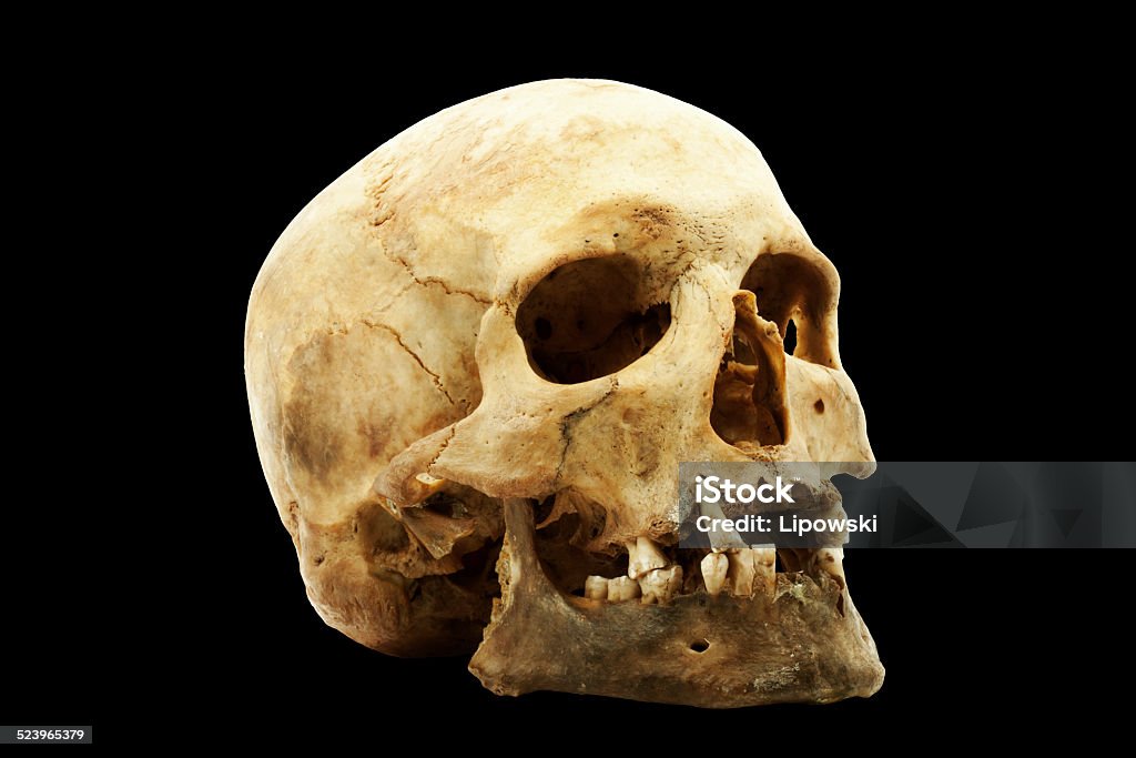 Genuine human skull Genuine human skull isolated on black background Accuracy Stock Photo