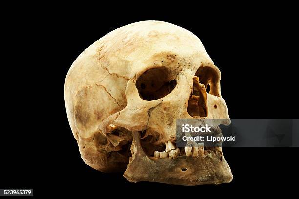 Genuine Human Skull Stock Photo - Download Image Now - Accuracy, Anatomy, Archaeology