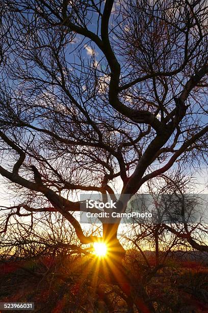 Palo Verde Sunset Stock Photo - Download Image Now - Arizona, Beauty In Nature, Branch - Plant Part