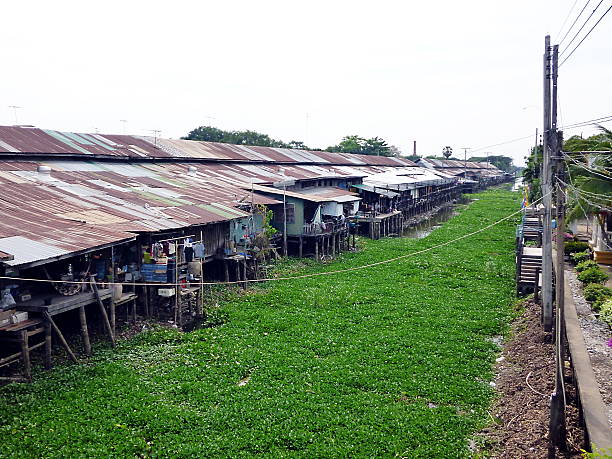 istock water hyacinth full the canal 523966077