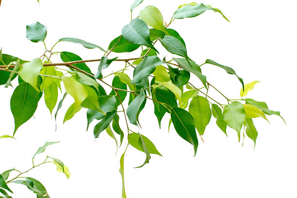 istock Green leaves isolated on white 523966241