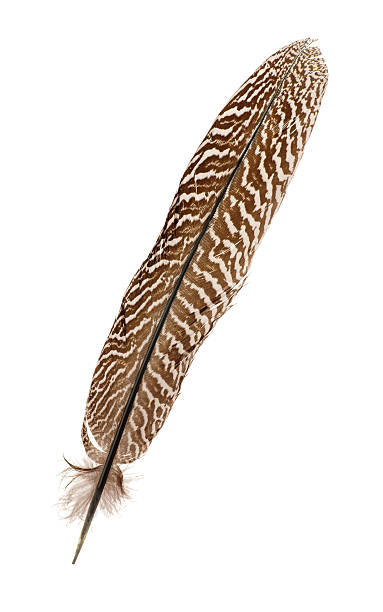 Pheasant feather Pheasant feather isolated on white bristle animal part photos stock pictures, royalty-free photos & images