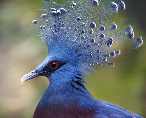 istock Victoria Crowned Pigeon (Goura Victoria) 523967729