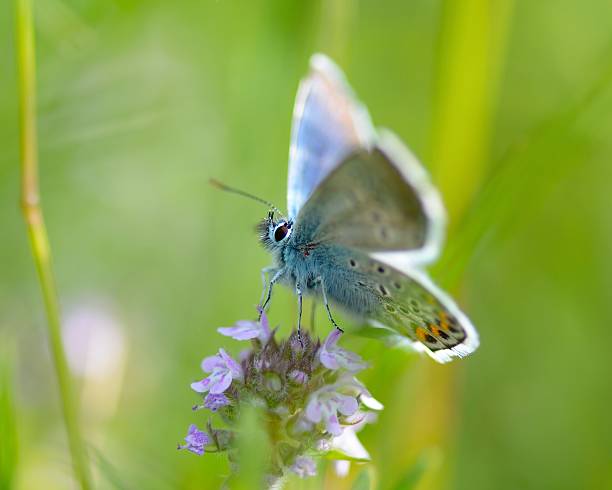 istock Plebeius Argus Butterfly on a leave (Silver Studded Blue Butterfly) 523968027