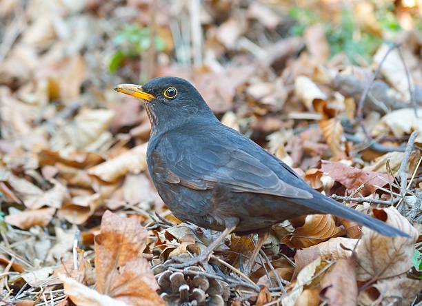istock Male Blackbird - Turdus merula On the ground 523969659