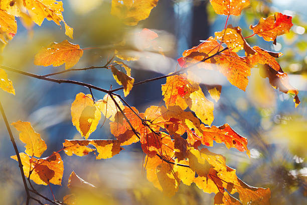 istock Yellow autumn leaves 523970187