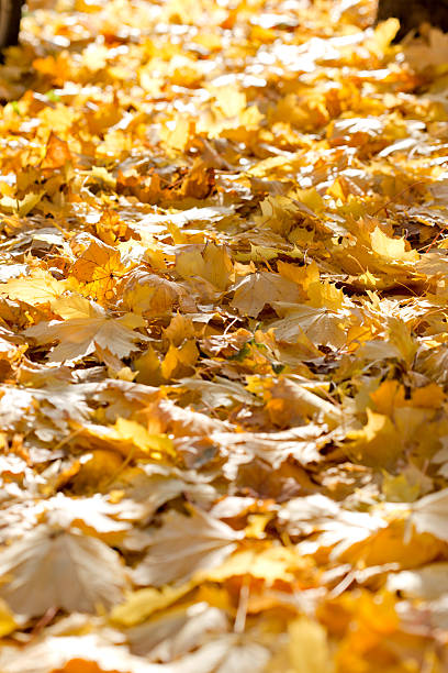 istock Autumn fallen leaves on ground 523970619