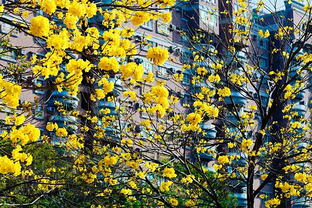 Golden Trumpet-tree.