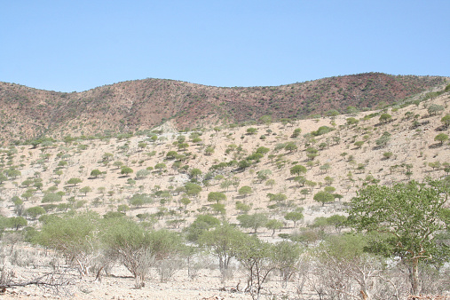It is an adventurous challenge to pass the arid landscape of Northern Namibia by 4x4. Kunene Region is a beautiful scenic area in Namibia and offers a variety of highlights. The Himba people are living in this part of Africa. The trees are green, because it is wet season.