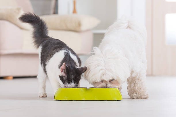 Dog and cat eating food from a bowl stock photo