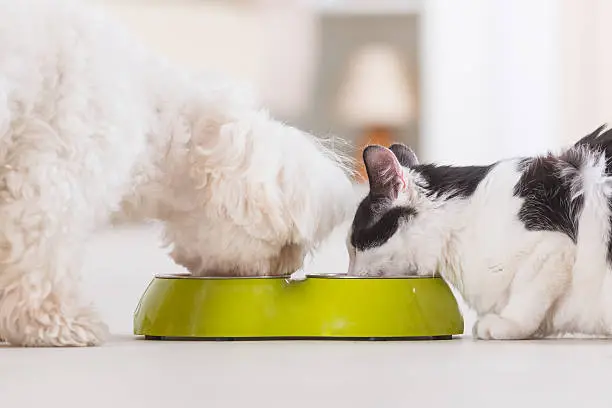 Photo of Dog and cat eating food from a bowl